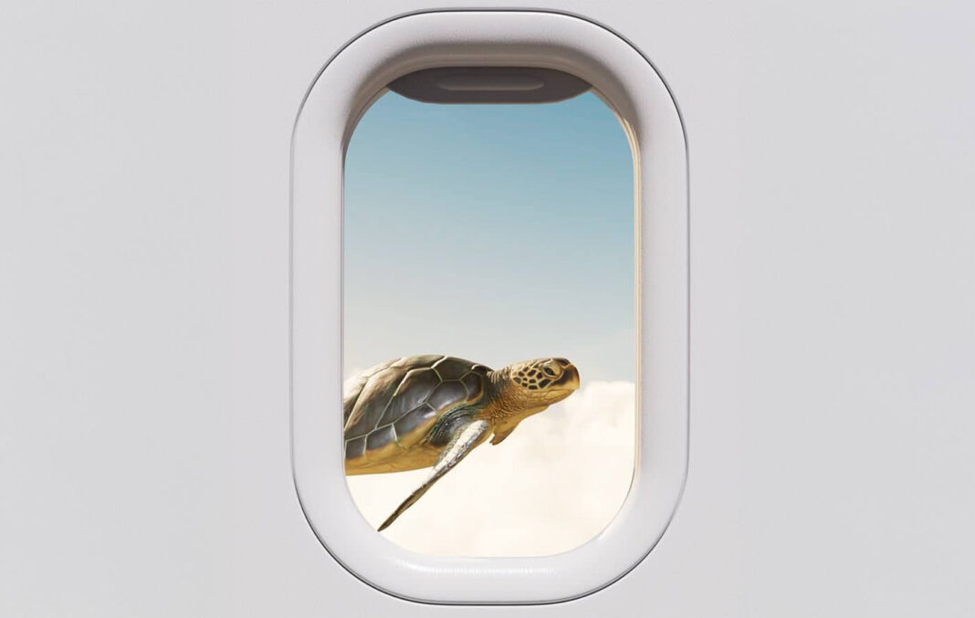 Qantas-Turtle-Billboard